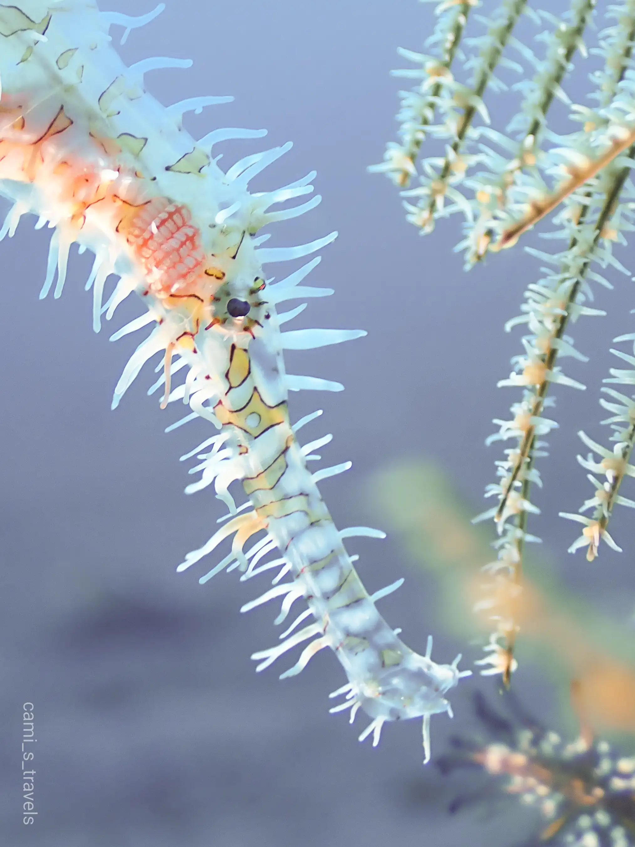 ornate ghost pipefish - District 1 - 18m